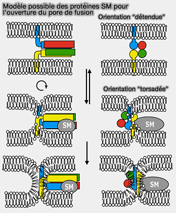 Protéines SM et pore de fusion