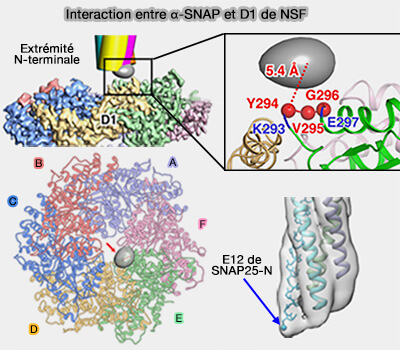 Interaction entre α-SNAP et D1 de NSF