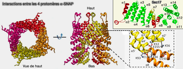 Structure et interactions des α-SNAP entre elles