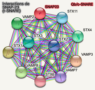Interactions de SNAP-23