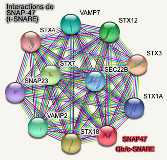 Interactions de SNAP-47