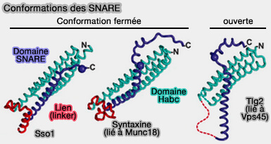 Conformations des SNARE