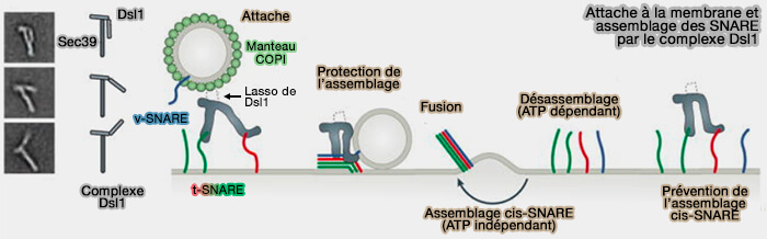 Amarrage à la membrane et assemblage des SNARE par le complexe Dsl1