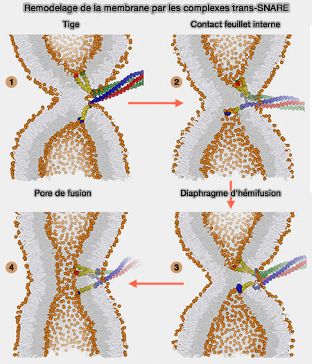 Remodelage de la membrane par le complexe trans-SNARE