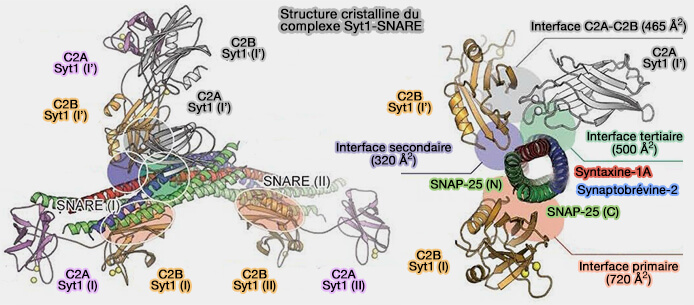 Structure cristalline du complexe Syt1-SNARE