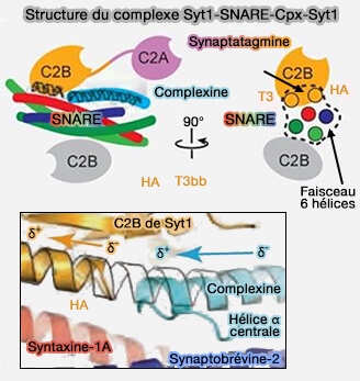 Complexe Syt1-SNARE-Cplx-Syt1