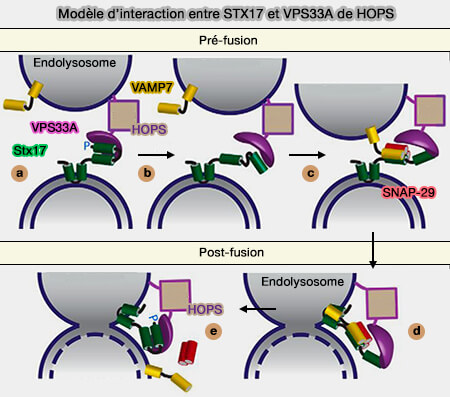 Modèle d’interaction entre STX17 et VPS33A de HOPS