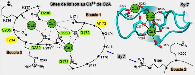 Site de liaison au Ca++ de C2A de Syt1 et Syt7