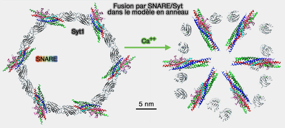 Fusion des SNARE/Syt dans le modèle en anneau