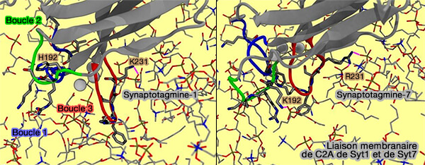 Liaison membranaire de C2A de Syt1 et de Syt7