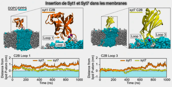 Insertion de Syt1 et Syt7 dans les membranes