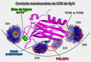 Contacts membranaires de C2B de Syt1