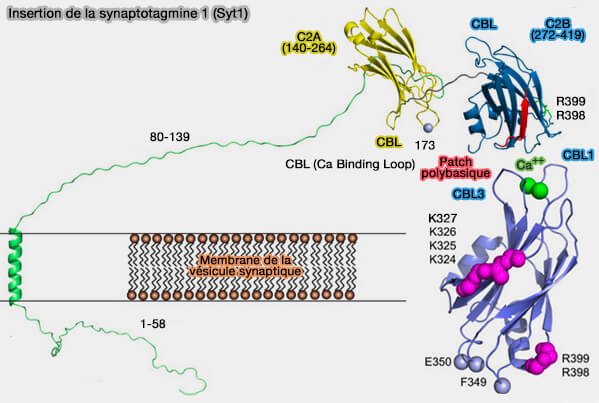 Insertion de de la synaptotagmine 1 (Syt1)