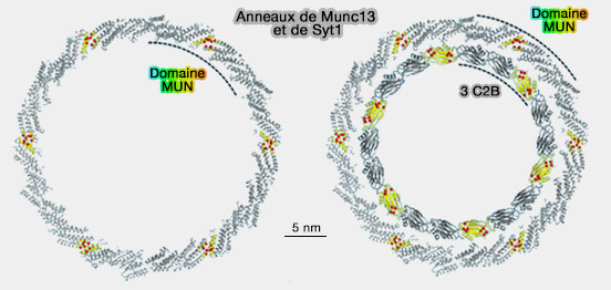 Anneau de Syt1 renforcé par Munc13