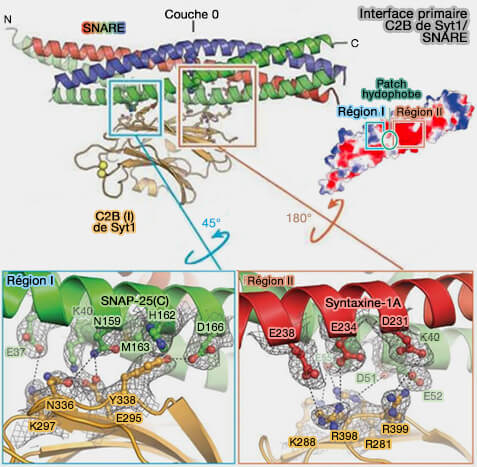 Interface primaire synaptotagmine-1/complexe SNARE