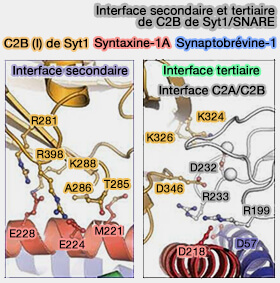 Autres Interfaces 
synaptotagmine-1/complexe SNARE