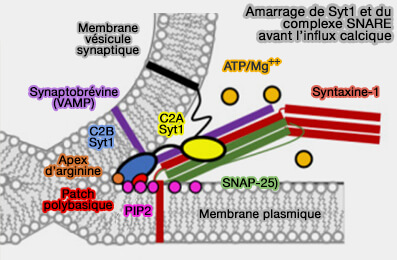 Amarrage de Syt1 et des SNARE avant l'influx calcique