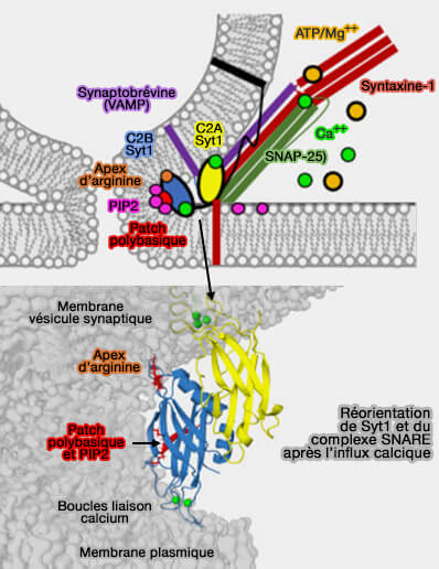 Amarrage de Syt1 et des SNARE avant l'influx calcique