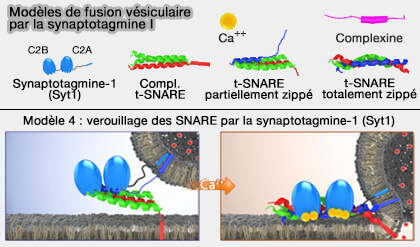 Modèle 4 de fusion vésiculaire par Syt1