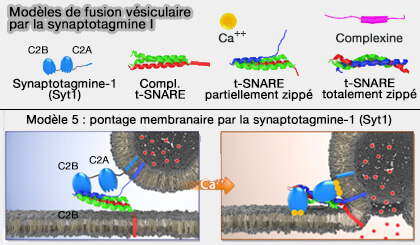 Modèle 5 de fusion vésiculaire par Syt1