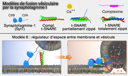 Modèle 6 de fusion vésiculaire par Syt1