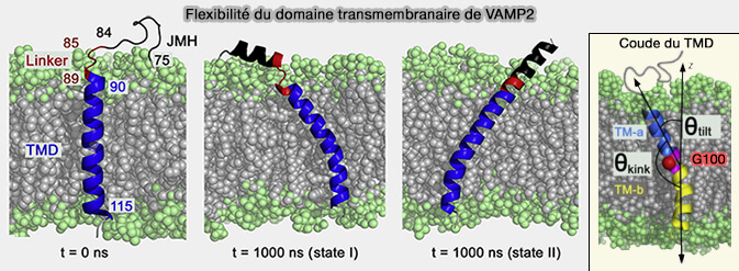 Flexibilité du domaine transmembranaire (TMD) de la synaptobrévine 2/VAMP2 (syb2)