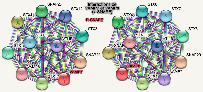 Interactions de VAMP7 et VAMP8
