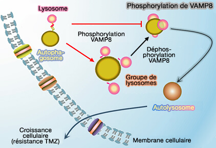 Phosphorylation de VAMP8