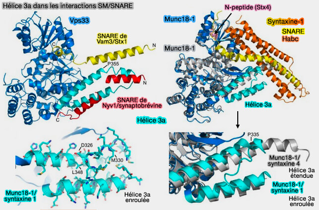 Hélice 3a dans les interactions SM/SNARE