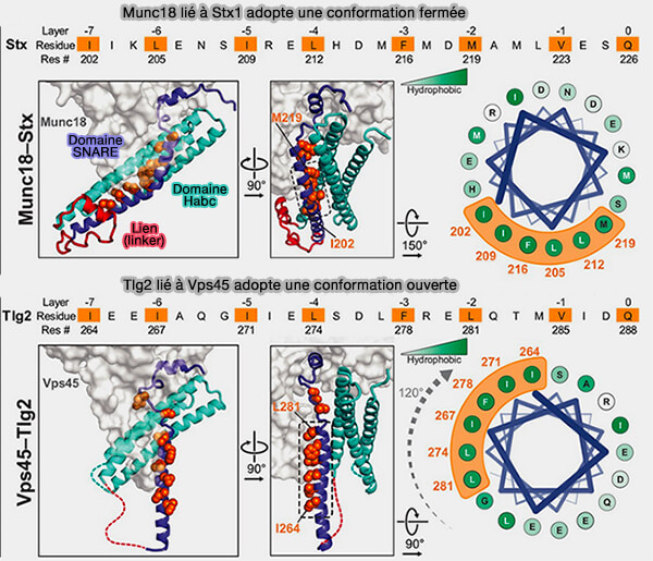 Comparaison Munc18/Stx1 et Vps45/Tlg2