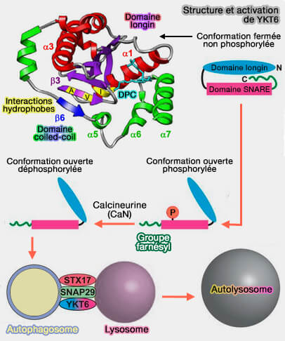 Ykt6 et son activation