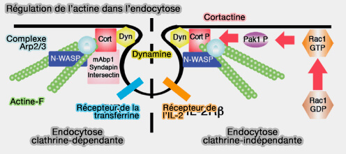 Régulation de l'actine dans l'endocytose