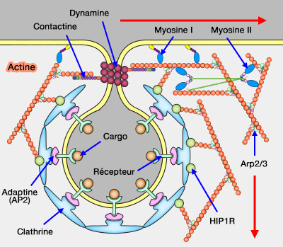 Actine, myosines et endocytose