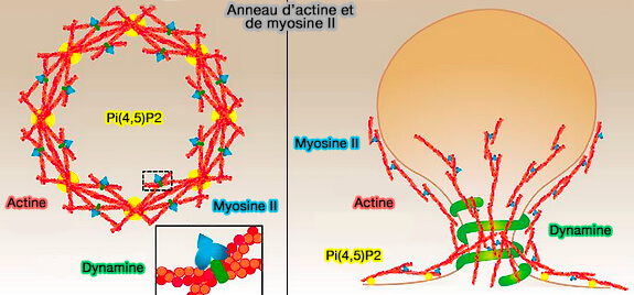 Modèles récents d'endocytose