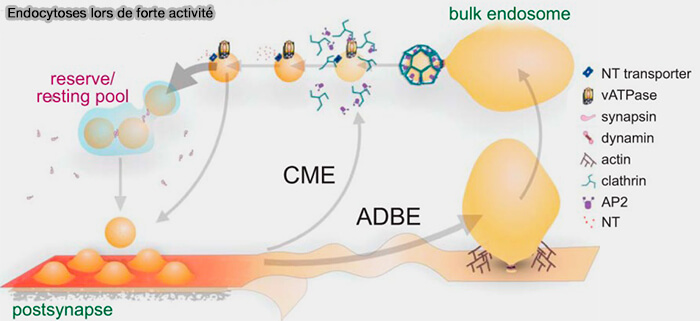 Endocytose de masse dépendante de l'activité (ADBE)