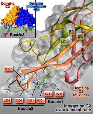 Interaction C2 avec la membrane