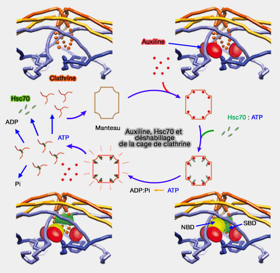 Auxiline, Hsc70 et déshabillage de la cage de clathrine
