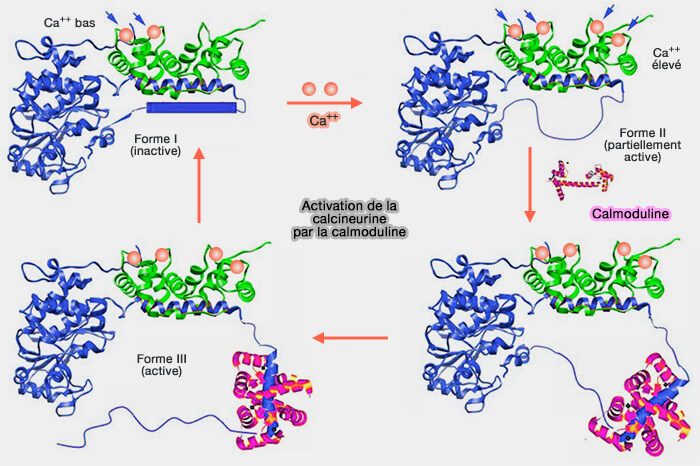 Activation de la calcineurine par la calmoduline