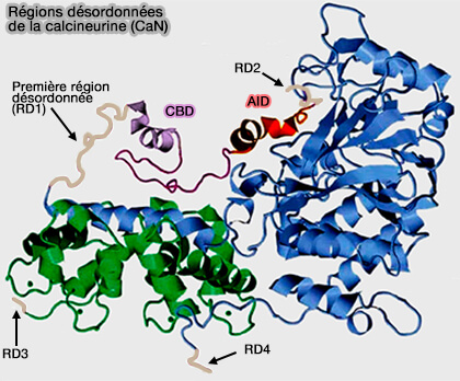 Régions désordonnées de la calcineurine