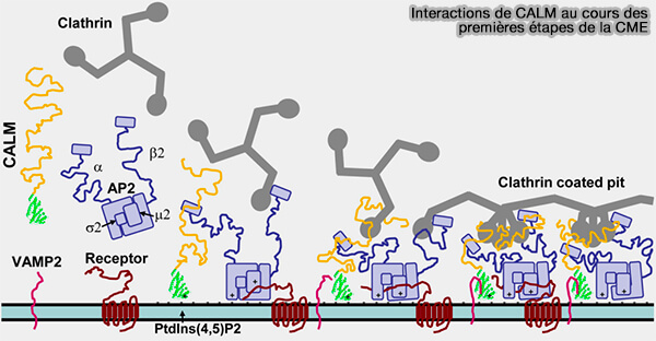 Interactions de CALM au cours des premières étapes de la CME