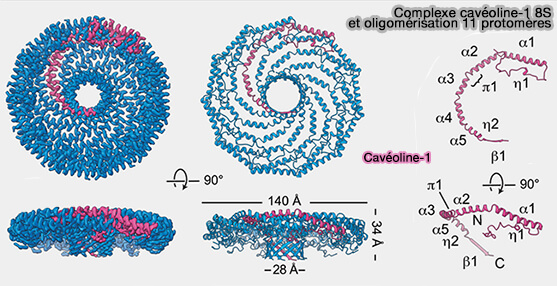 Complexe Cav1 8S et oligomérisation de 11 protomères