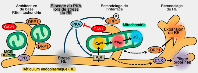 Blocage de PKA par CAV1 lors de stress du réticulum endoplkasmique (RE)
