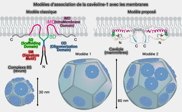 Modèles d’association de la cavéoline-1 avec les membranes