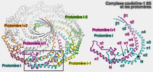 Complexe Cav1 8S et oligomérisation de 11 protomères