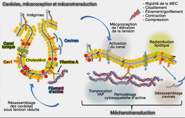 Cavéoles, mécanoception et mécanotransduction