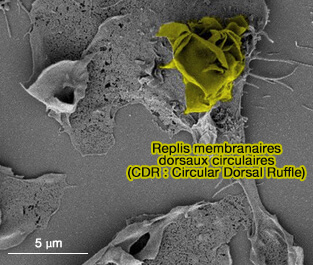 Replis membranaires dorsaux circulaires (CDR)