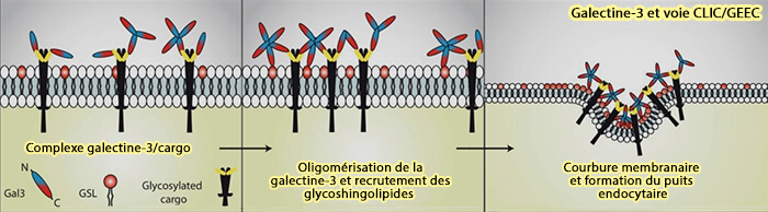 Galectine-3 et endocytose CLIC/GEEC