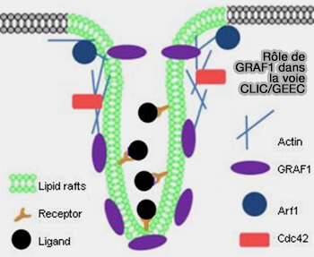 GRAF1 et voie CLIC/GEEC