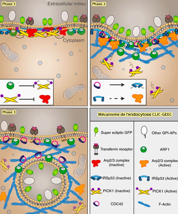 Mécanisme de l'endocytose CLIC/GEEC