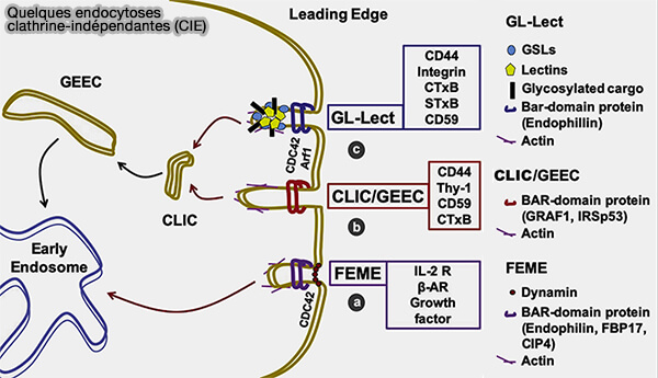 Différences entre certaines CIE